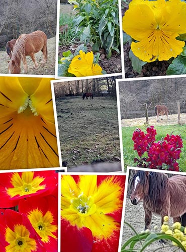 lacasa_mosaico